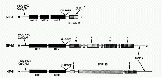 Après l'activation de sa protéine G, le récepteur va subir des changements  : il se désensibilise