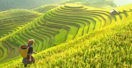 rice-farming-iStock-Chaiyaporn1144-694050758.png