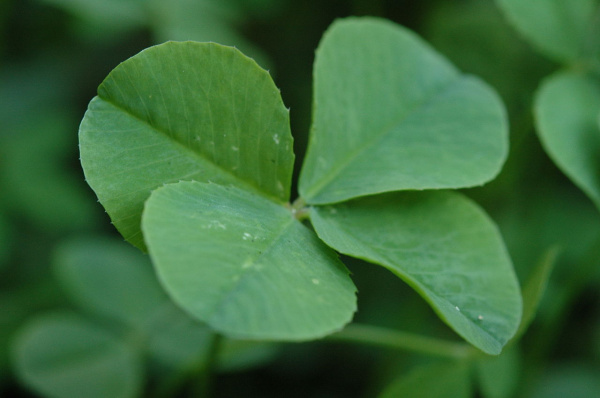 1280px-Four_Leaf_Clover_068.jpg