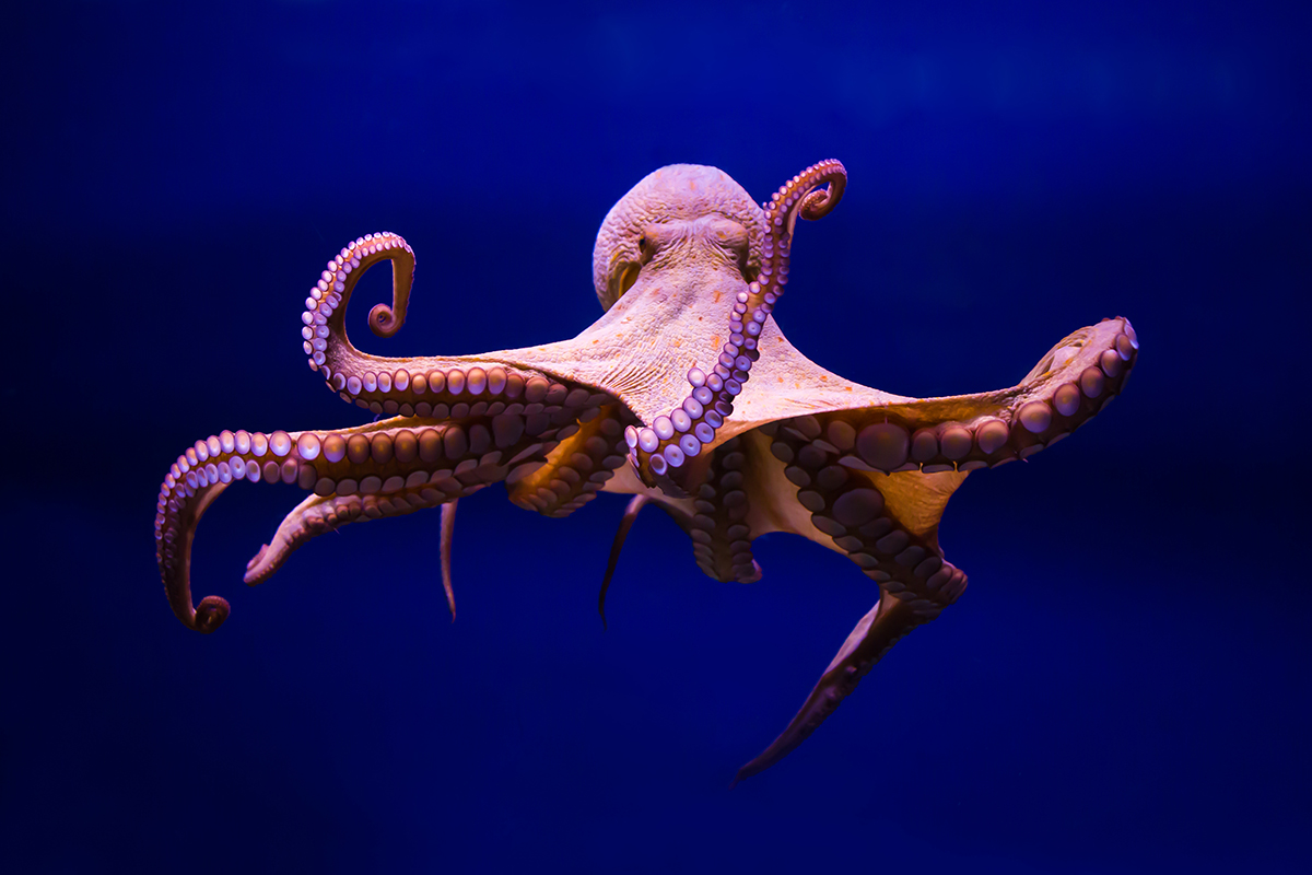 Octopus-vulgaris-A.jpg