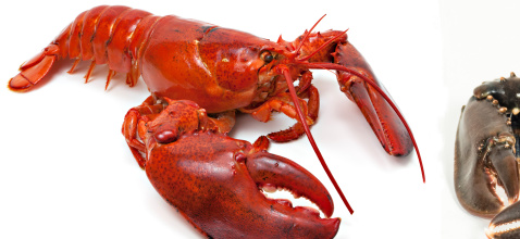 Homard cru cuit-1-P.jpg