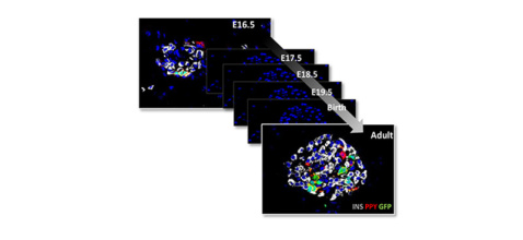 islet cell tracing Press Unige_NoText_A.jpg