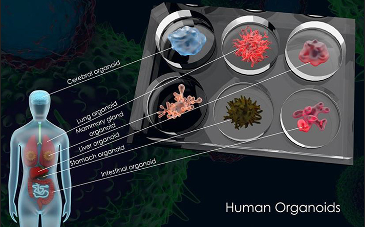 organoids.png