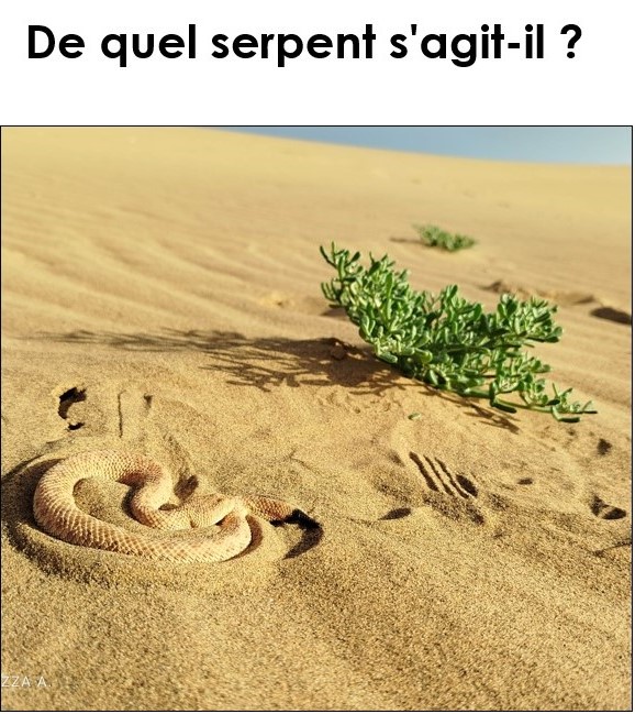 Quel serpent.jpg