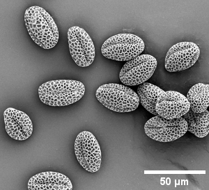 lillac_pollen_01_small.png