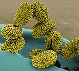 lillac_pollen_02_small.png