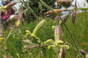 KATANAEV_Silene_anticancer_compound_vignette.png