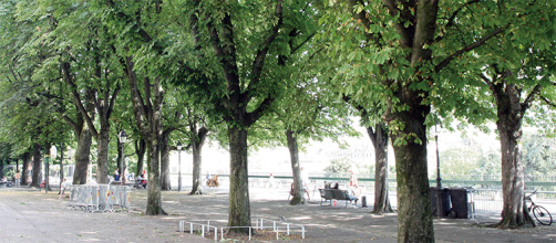 Schlaepfer_Arbres_BandeauWeb.jpg