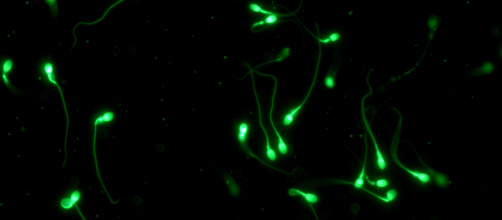 WEB_fluorescent human sperm 1.jpg