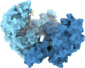 brassinosteroid_14_3_3_bound_to_BKI1_peptide_Hothorn.png