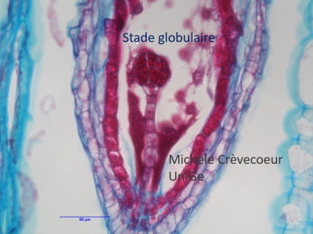 CL3 Silique Safranine Bl Alcian