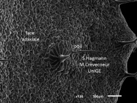 Feuille Arabidopsis face adaxiale