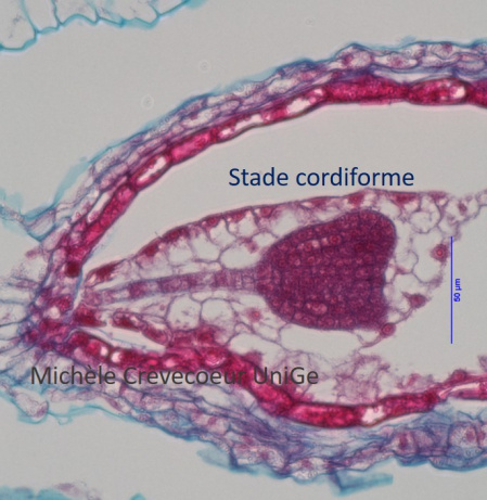 CL1 Silique Safranine Bl Alcian