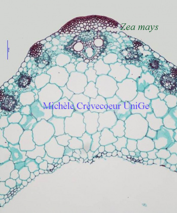 MODELE DE COUPE D'UNE FEUILLE DE DICOTYLEDONE, Matériel Scientifique