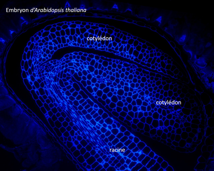 Embryon Arabidopsis calcofluor
