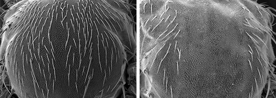 Ce qu’un poil de mouche nous apprend du cancer