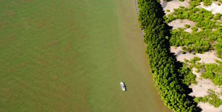 Sailing_for_Mangroves.jpg